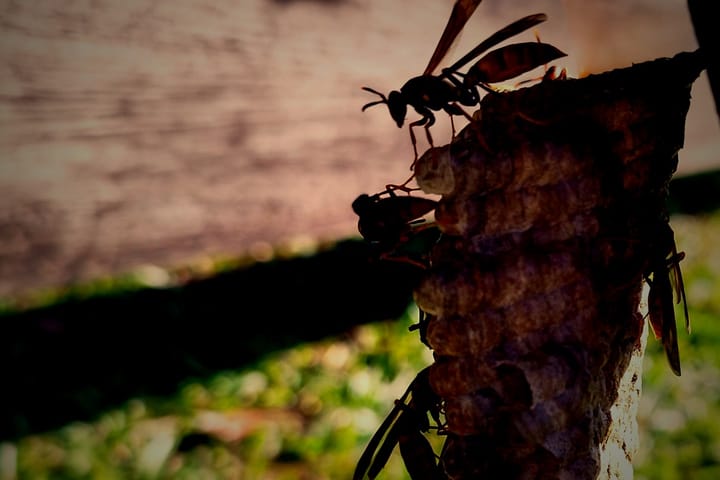 Guests In A Hornets Nest